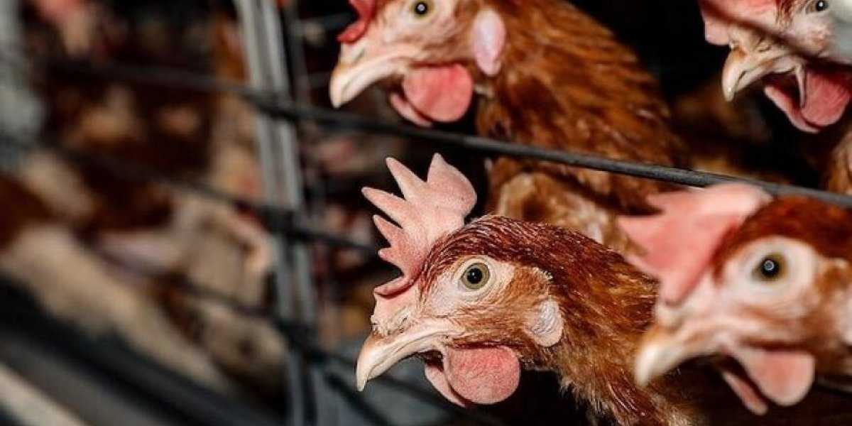 Тихая угроза: почему вирус H5 может оказаться страшнее COVID-19 Тихая угроза: почему вирус H5 может оказаться страшнее COVID-19