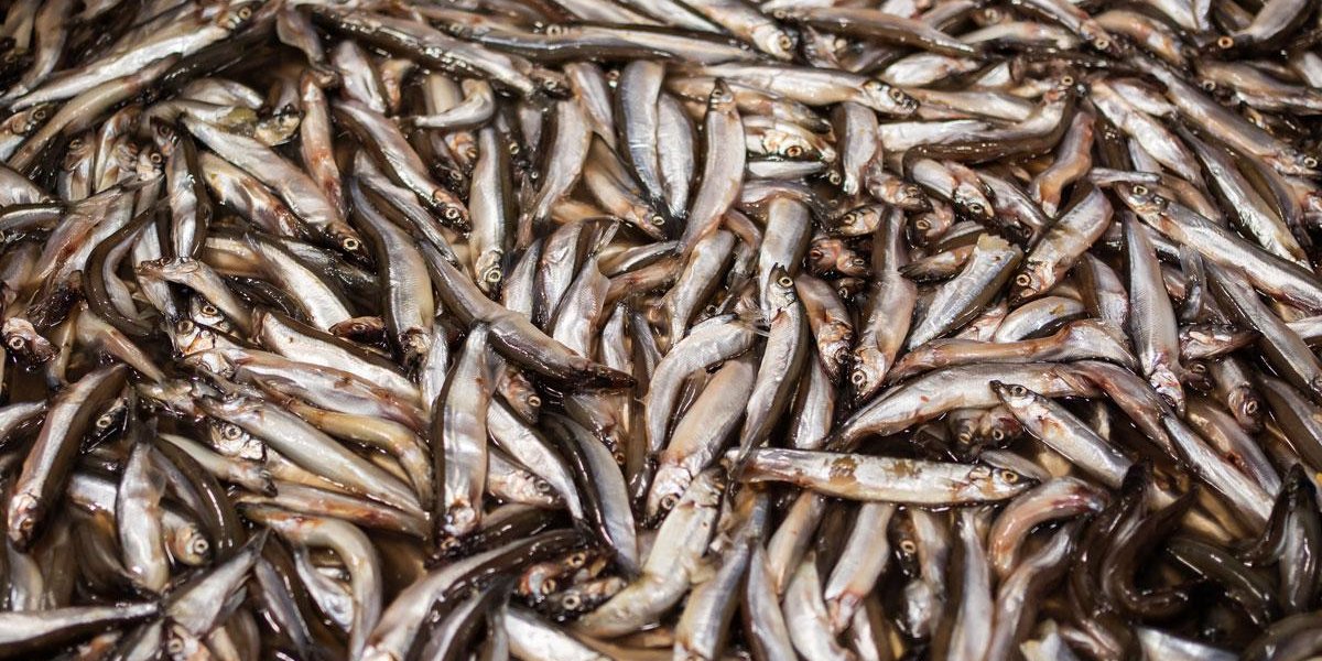 Неожиданный фаворит: какая рыба на самом деле чаще всего оказывается на столах россиян Неожиданный фаворит: какая рыба на самом деле чаще всего оказывается на столах россиян