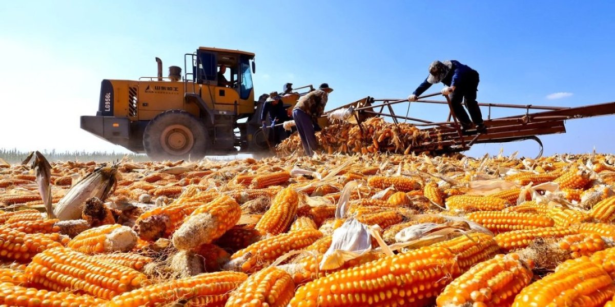 Чем занимается Минсельхоз, пока Россия превращается в сырьевой придаток китайско-казахстанского агрохолдинга Чем занимается Минсельхоз, пока Россия превращается в сырьевой придаток китайско-казахстанского агрохолдинга