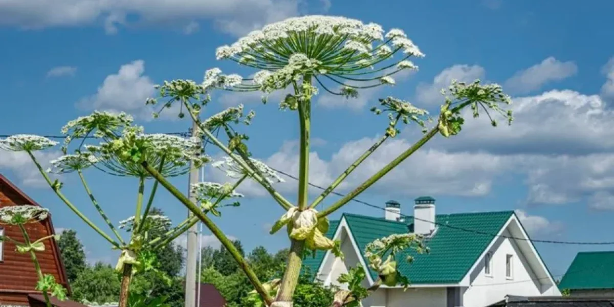 Телефон за рулем, борщевик на участке и вывески на русском: что изменится для россиян с 1 марта Телефон за рулем, борщевик на участке и вывески на русском: что изменится для россиян с 1 марта