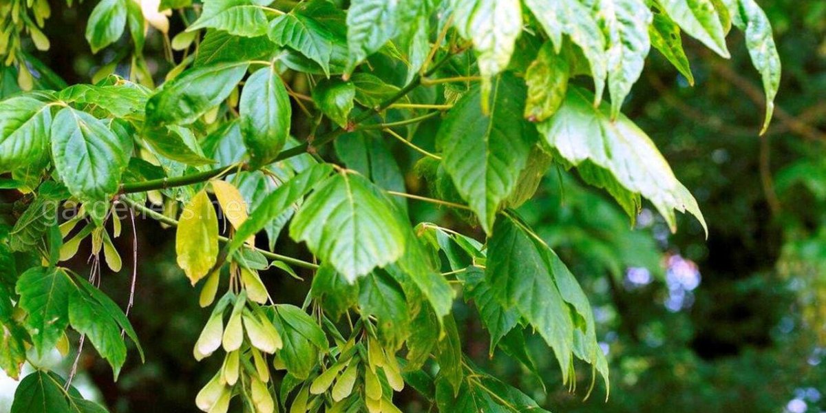 Клён под приговором: с 1 марта дачникам грозит штраф до 50 тысяч за «американца» на участке Клён под приговором: с 1 марта дачникам грозит штраф до 50 тысяч за «американца» на участке