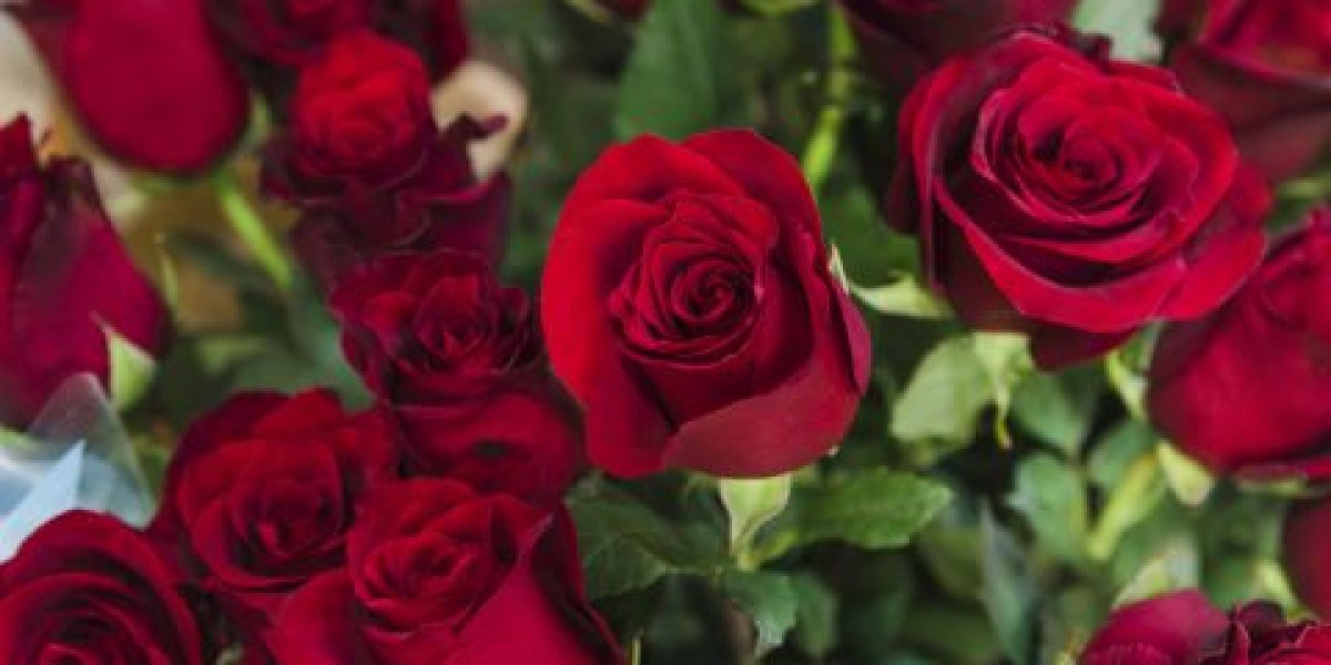 «Давно пора проснуться»: Миронов потребовал от ФАС обуздать цветочных монополистов перед 8 марта «Давно пора проснуться»: Миронов потребовал от ФАС обуздать цветочных монополистов перед 8 марта